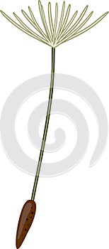 Seed achene of dandelion